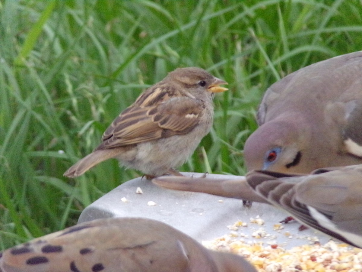 House Sparrow - Texas Bird Family