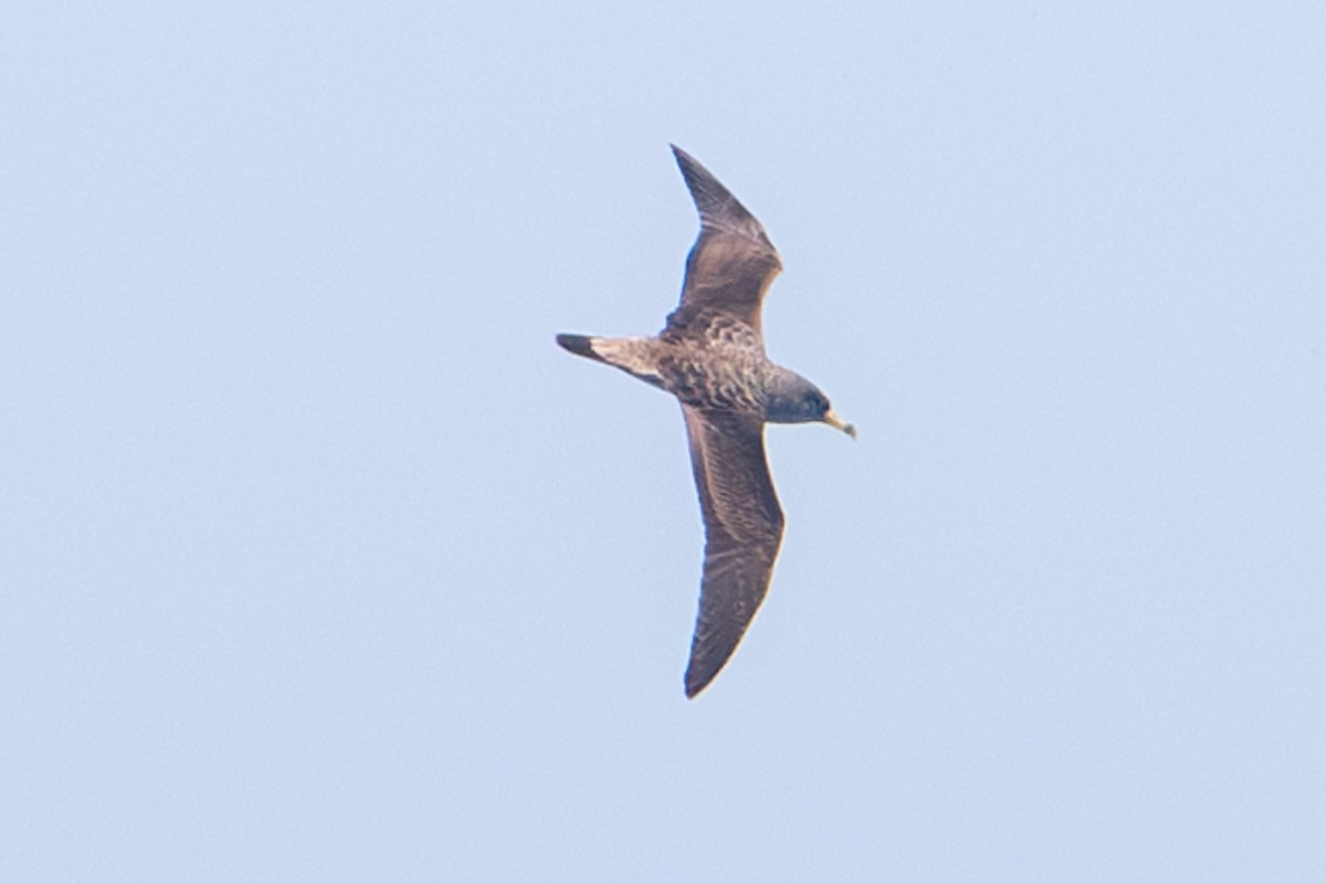 Cory's Shearwater (borealis) - Tanya Smythe