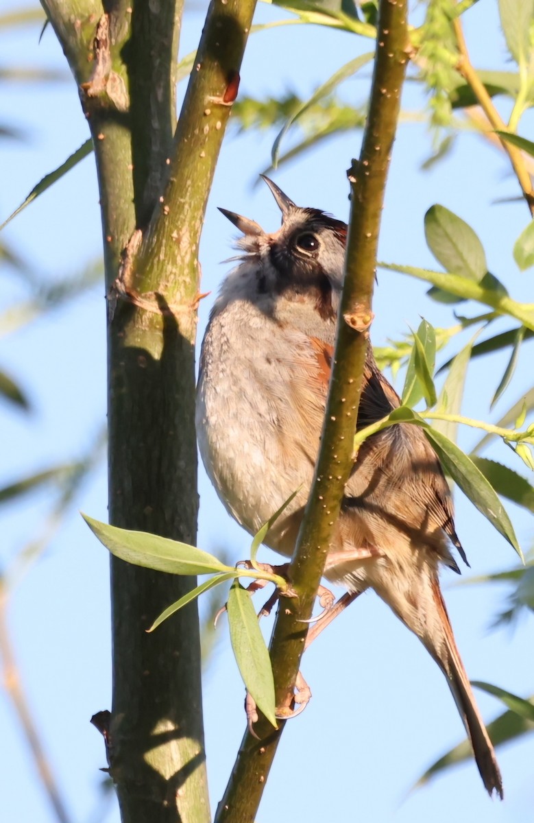 Swamp Sparrow - David Funke