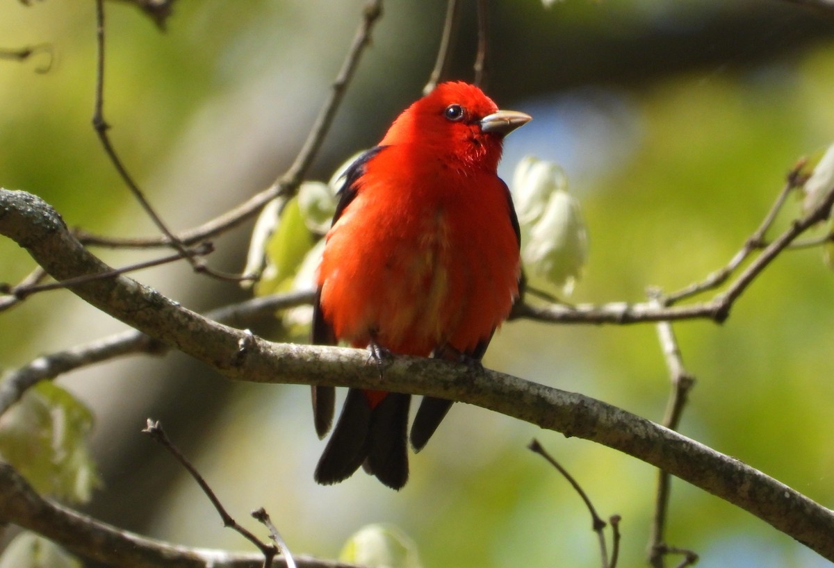 Scarlet Tanager - ML618817815