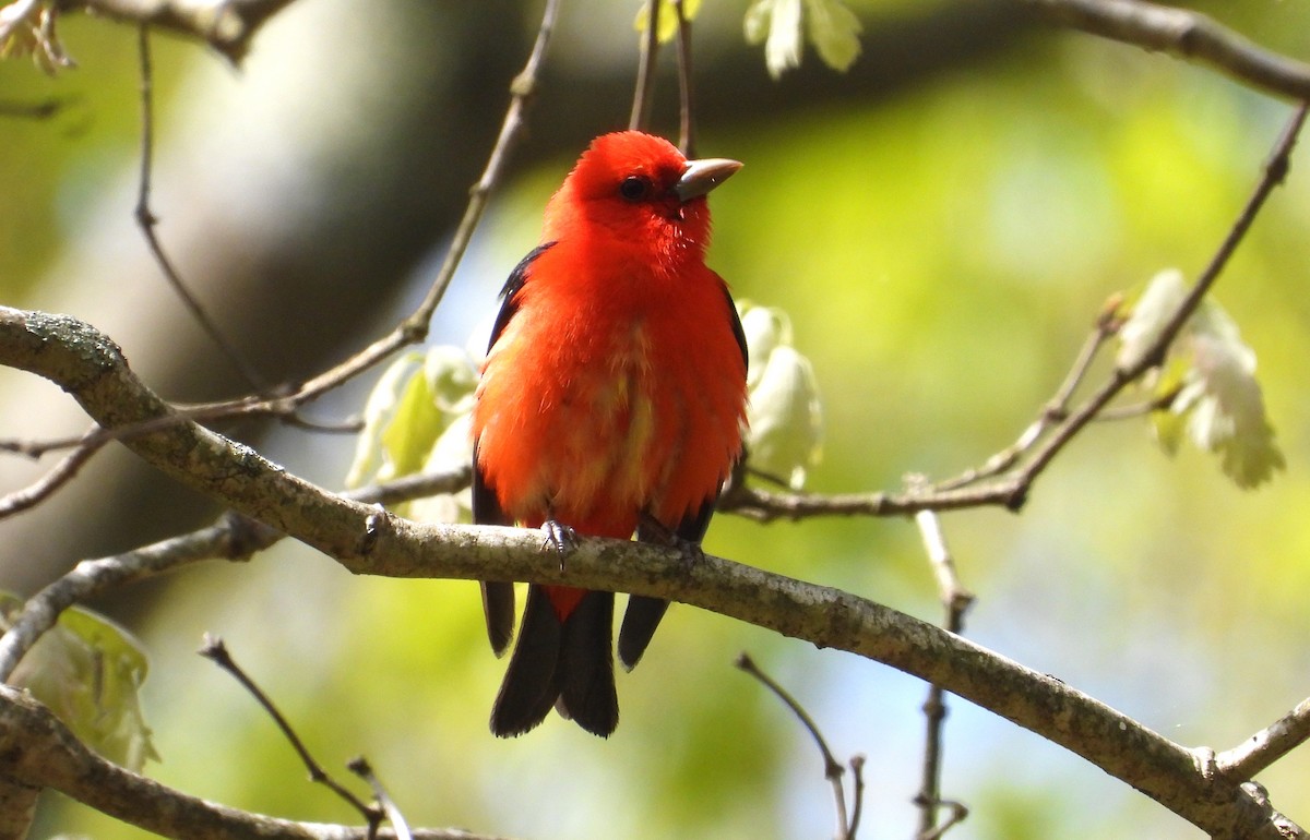 Scarlet Tanager - ML618817816