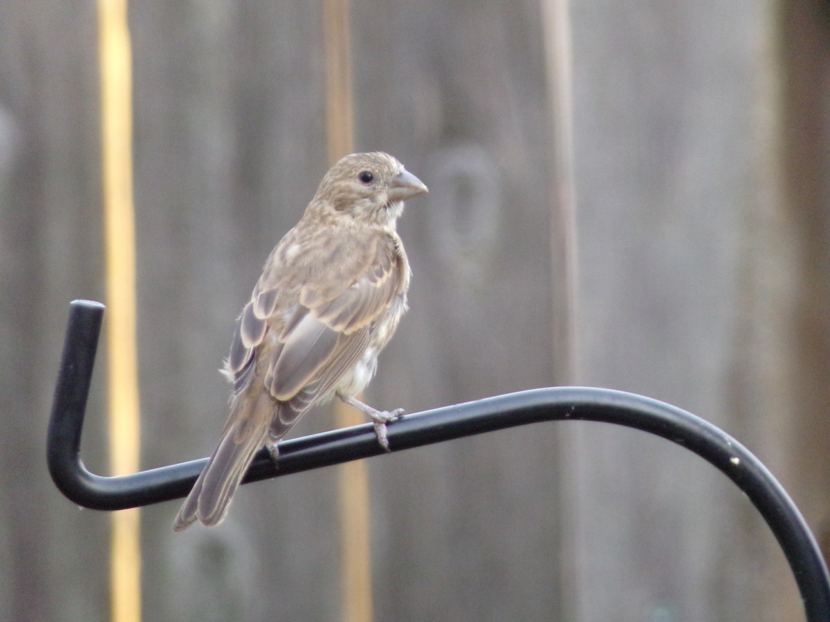 House Finch - Texas Bird Family