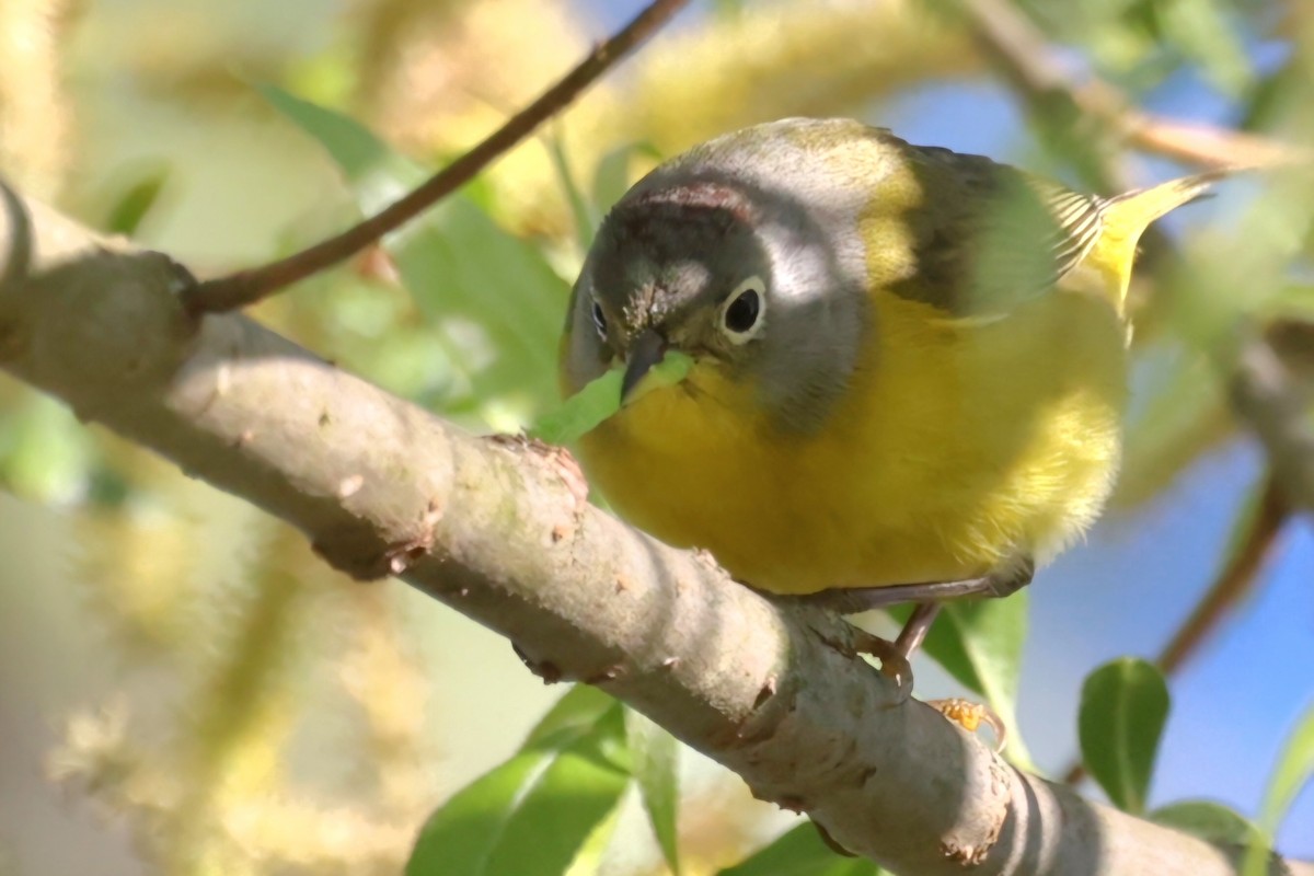 Nashville Warbler - ML618817826