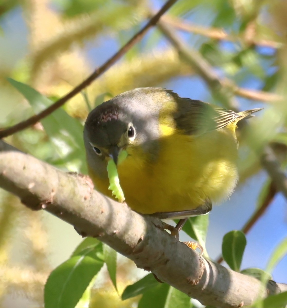 Nashville Warbler - ML618817827