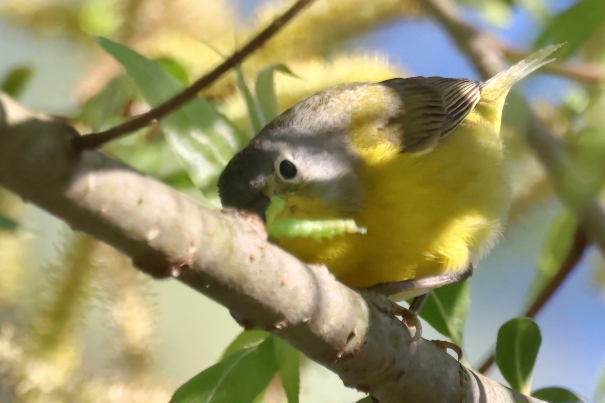 Nashville Warbler - ML618817828