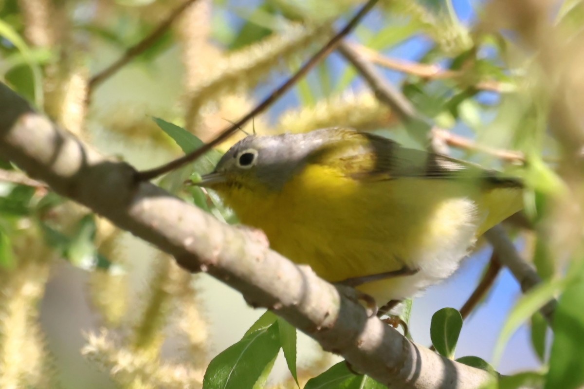 Nashville Warbler - David Funke