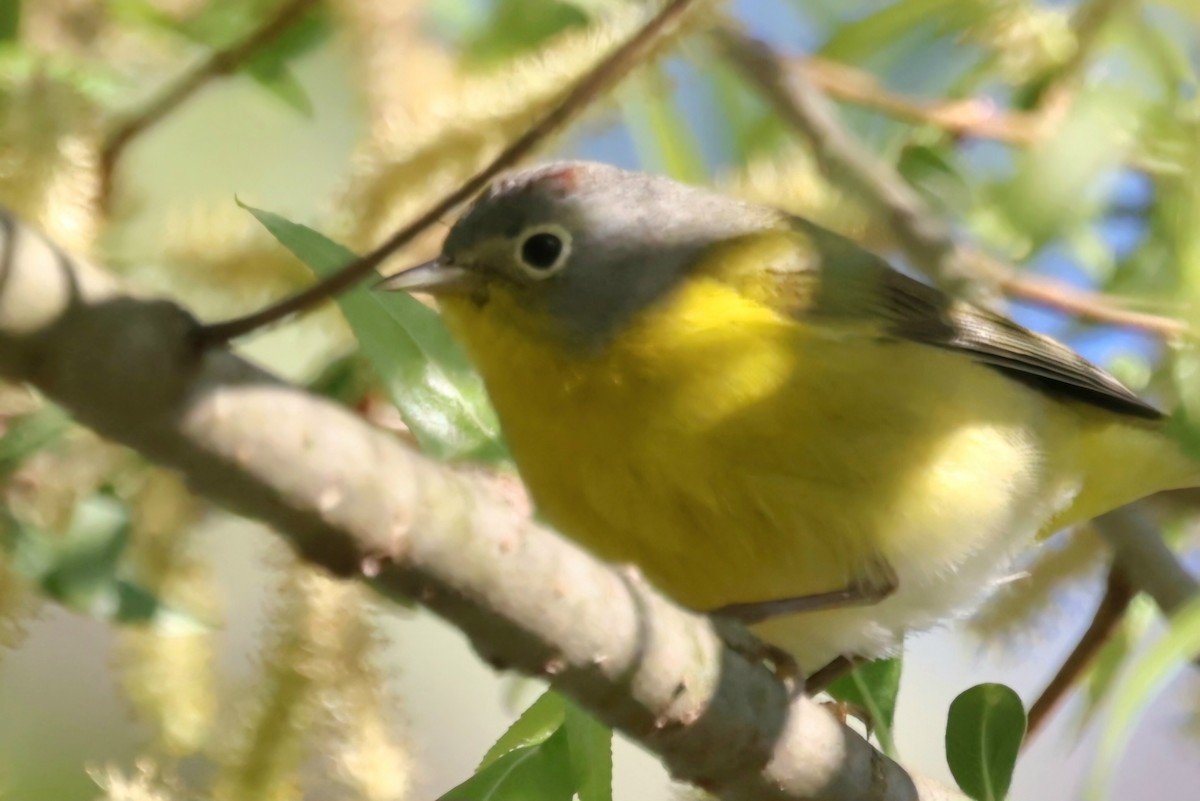 Nashville Warbler - ML618817830