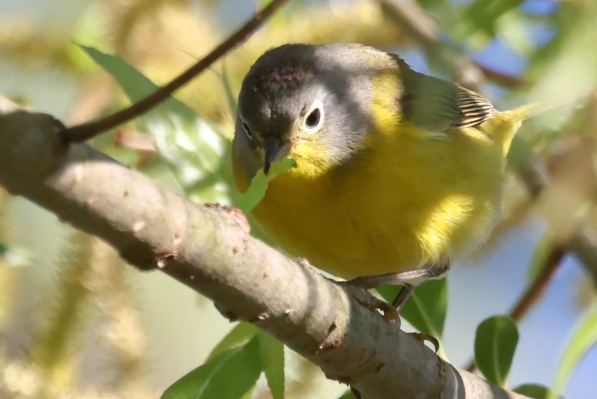 Nashville Warbler - David Funke