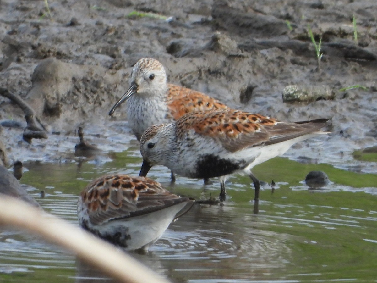 Dunlin - ML618817845