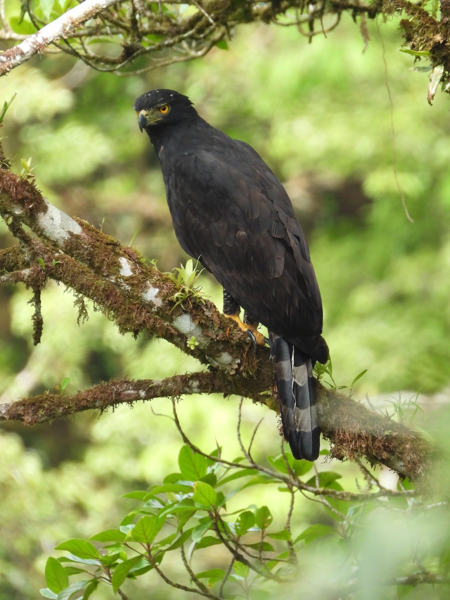 Black Hawk-Eagle - Jose Bolaños