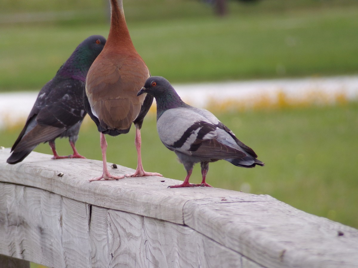 Rock Pigeon (Feral Pigeon) - Texas Bird Family