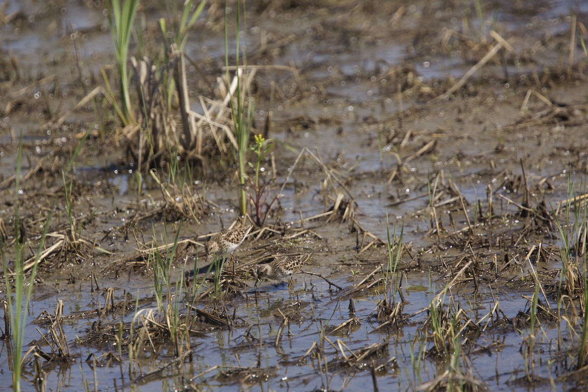 Least Sandpiper - Paul Miller