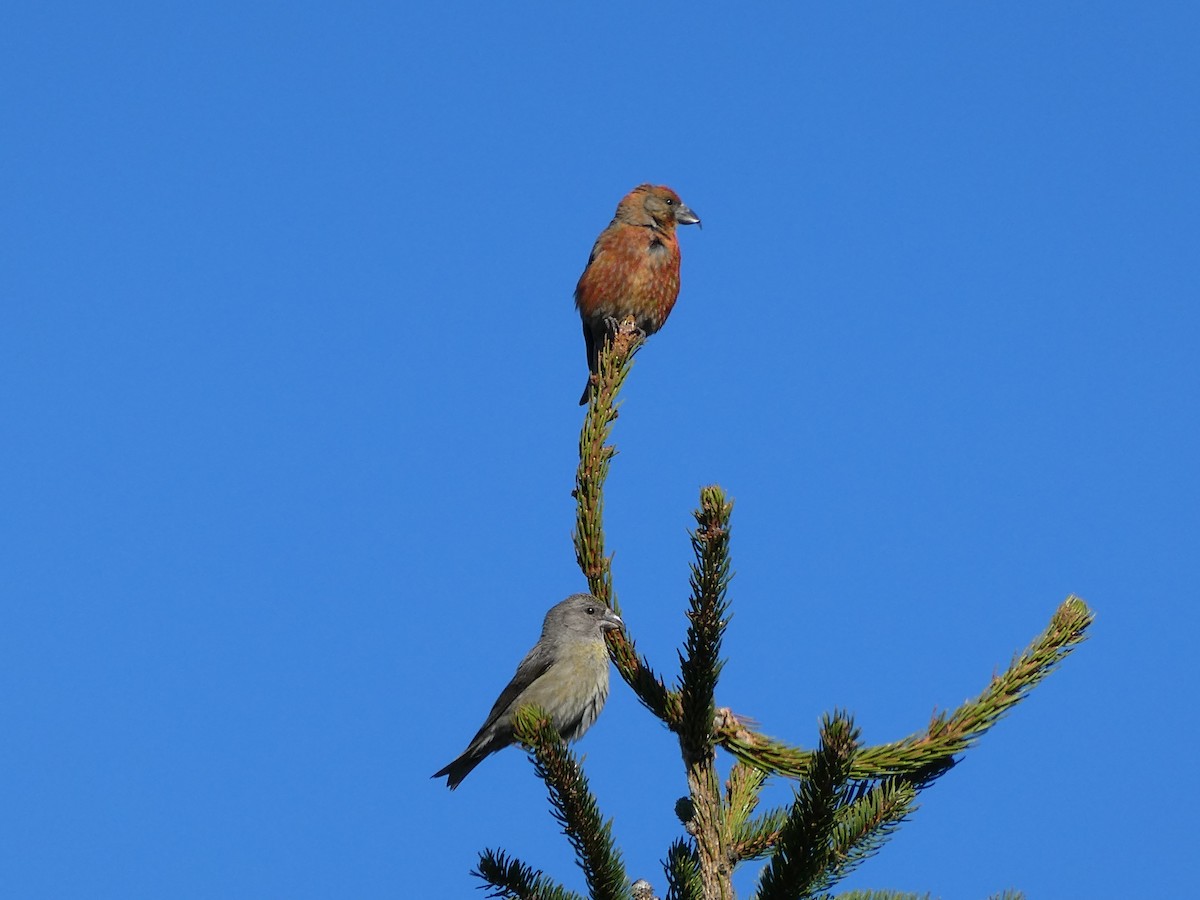 Red Crossbill - Anna Risse