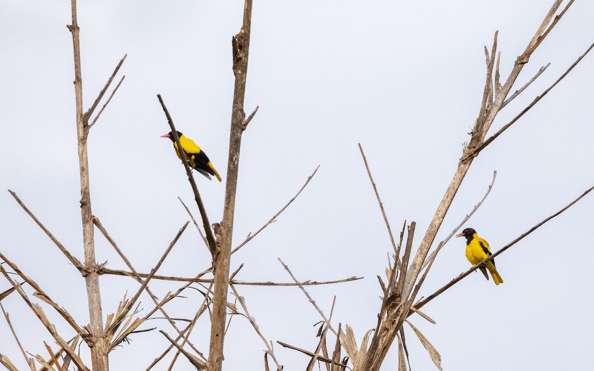 Black-hooded Oriole - ML618817935