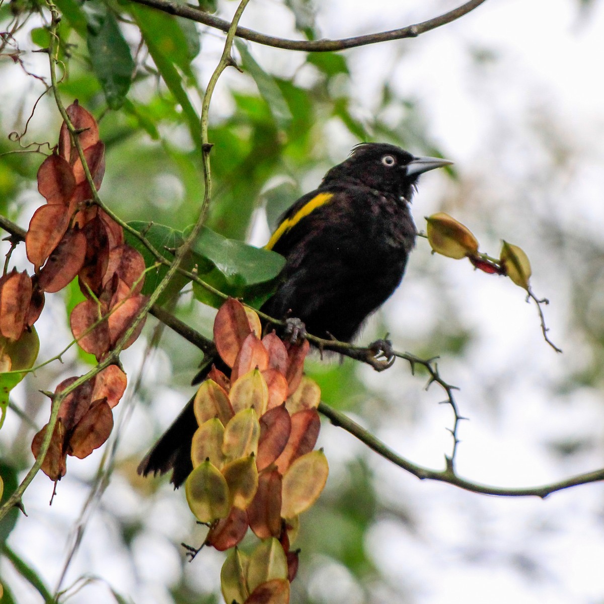 Golden-winged Cacique - Thomas Ambiel