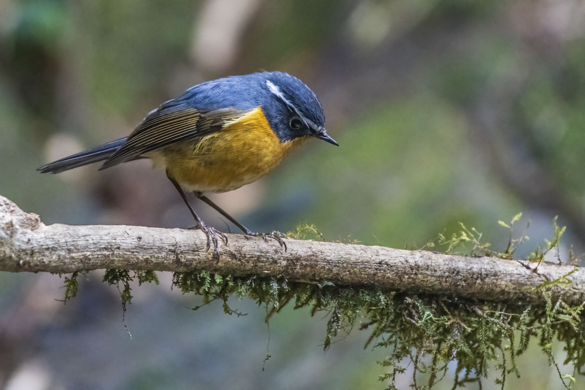 White-browed Bush-Robin - ML618817975