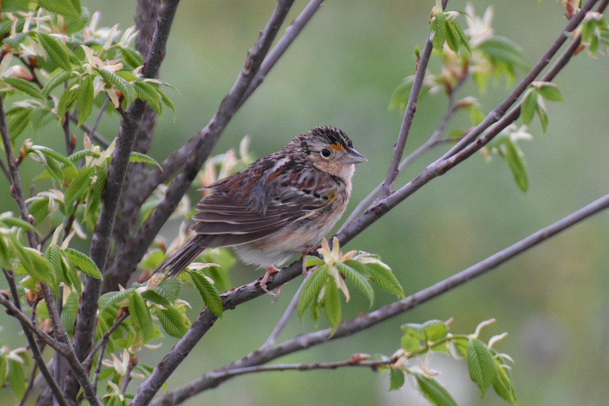 Grasshopper Sparrow - James Thompson