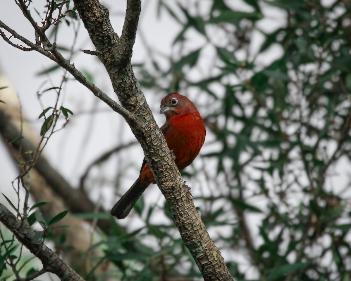 Red-crested Finch - Natalia Goularte