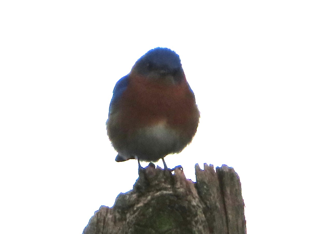 Eastern Bluebird - ML618817998