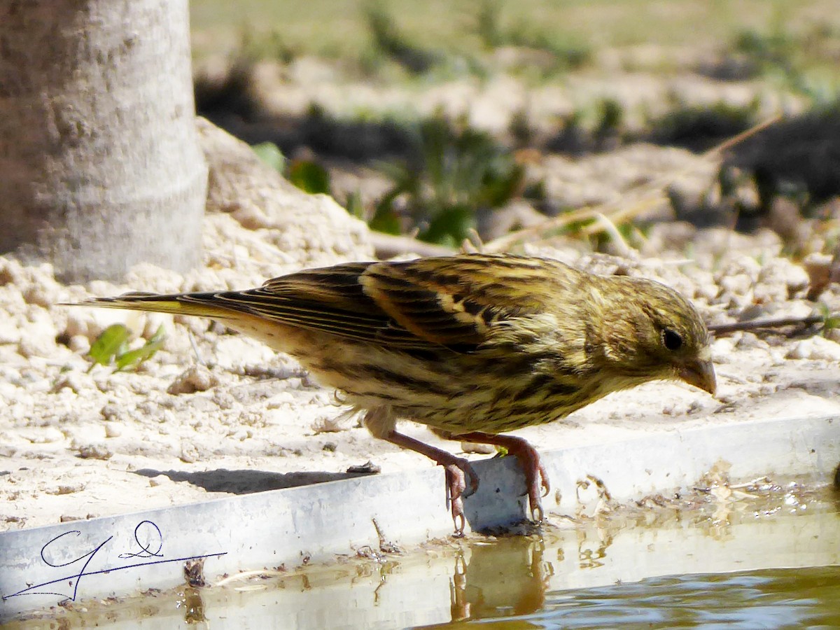 European Serin - Joaquin Domenech Pastor