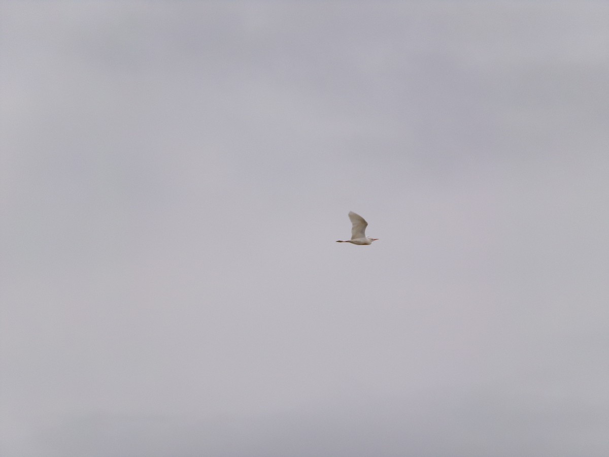 Western Cattle Egret - Texas Bird Family