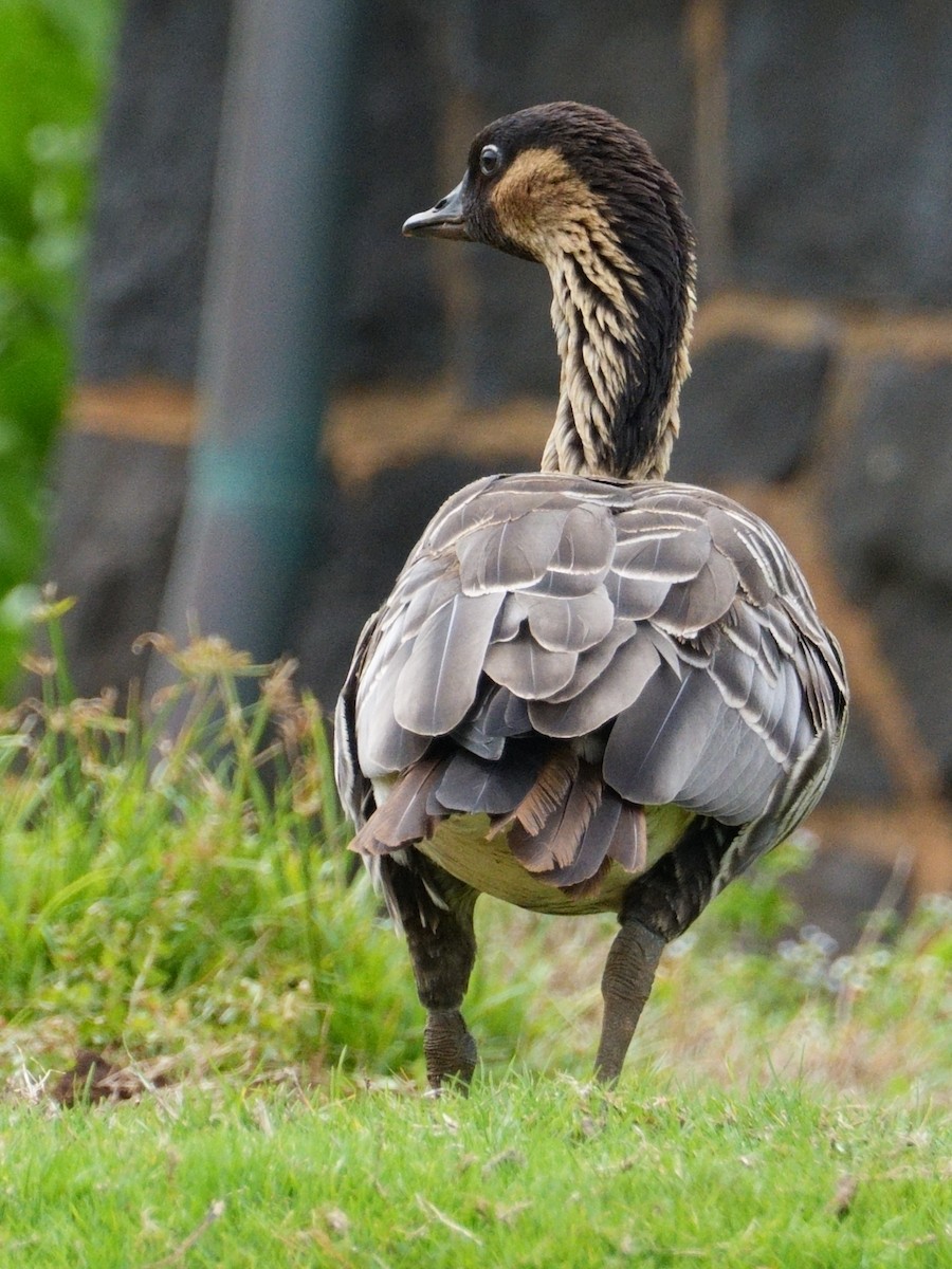 Hawaiian Goose - Merryl Edelstein