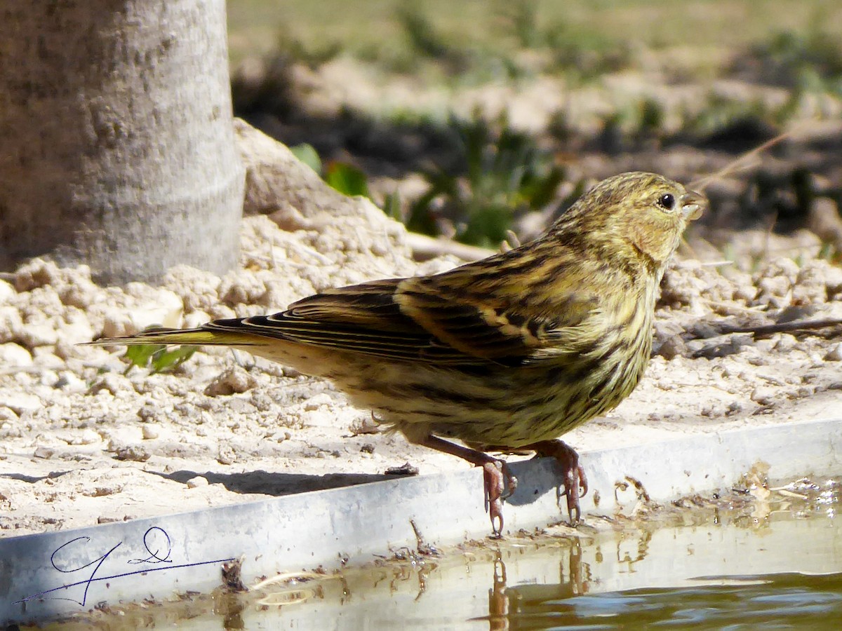 European Serin - Joaquin Domenech Pastor