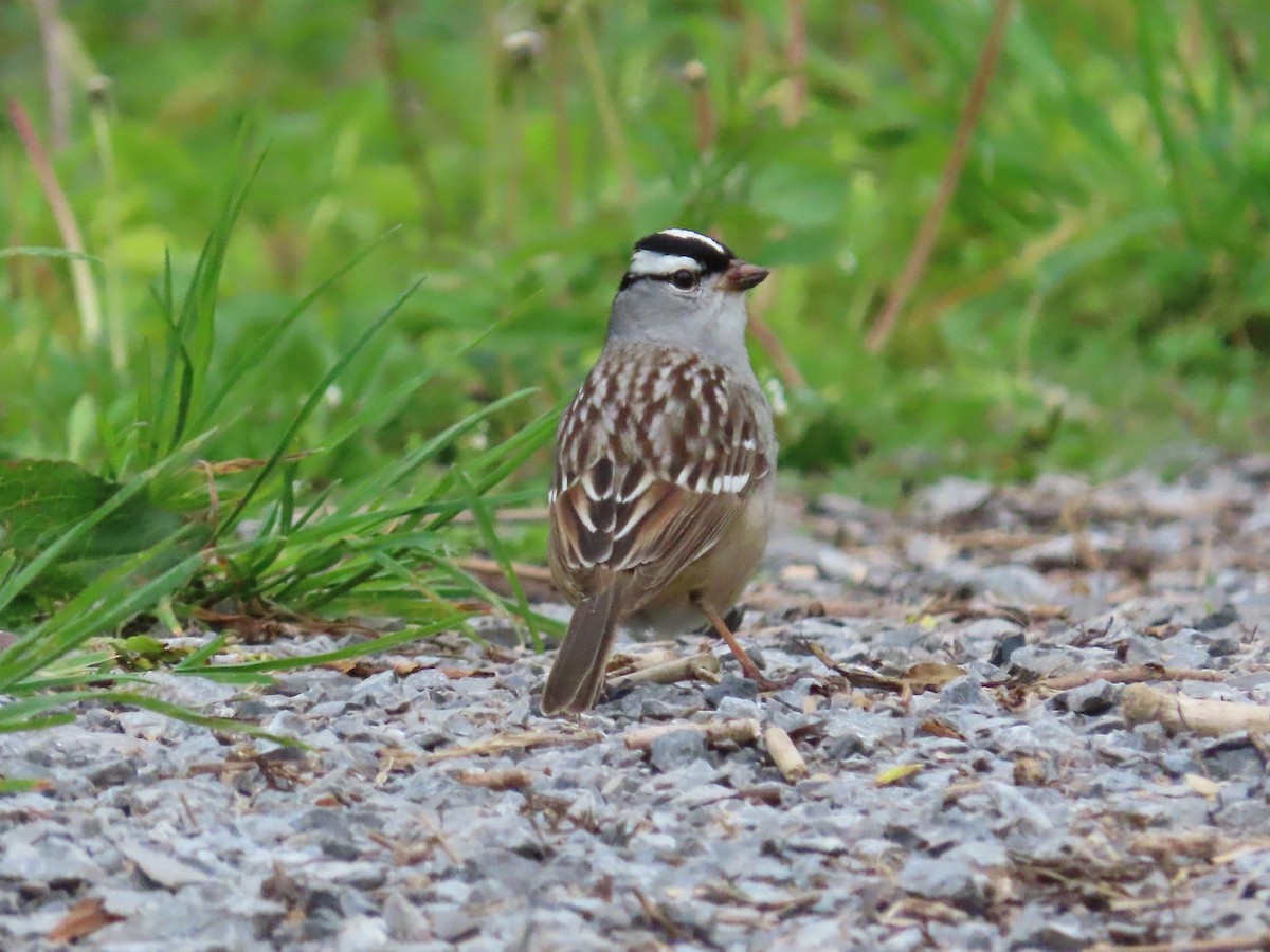 White-crowned Sparrow (leucophrys) - Christopher Hollister