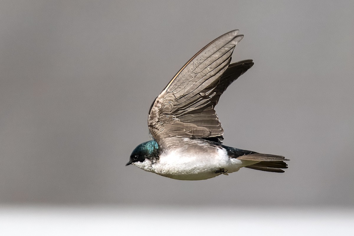 Tree Swallow - Richard Stern