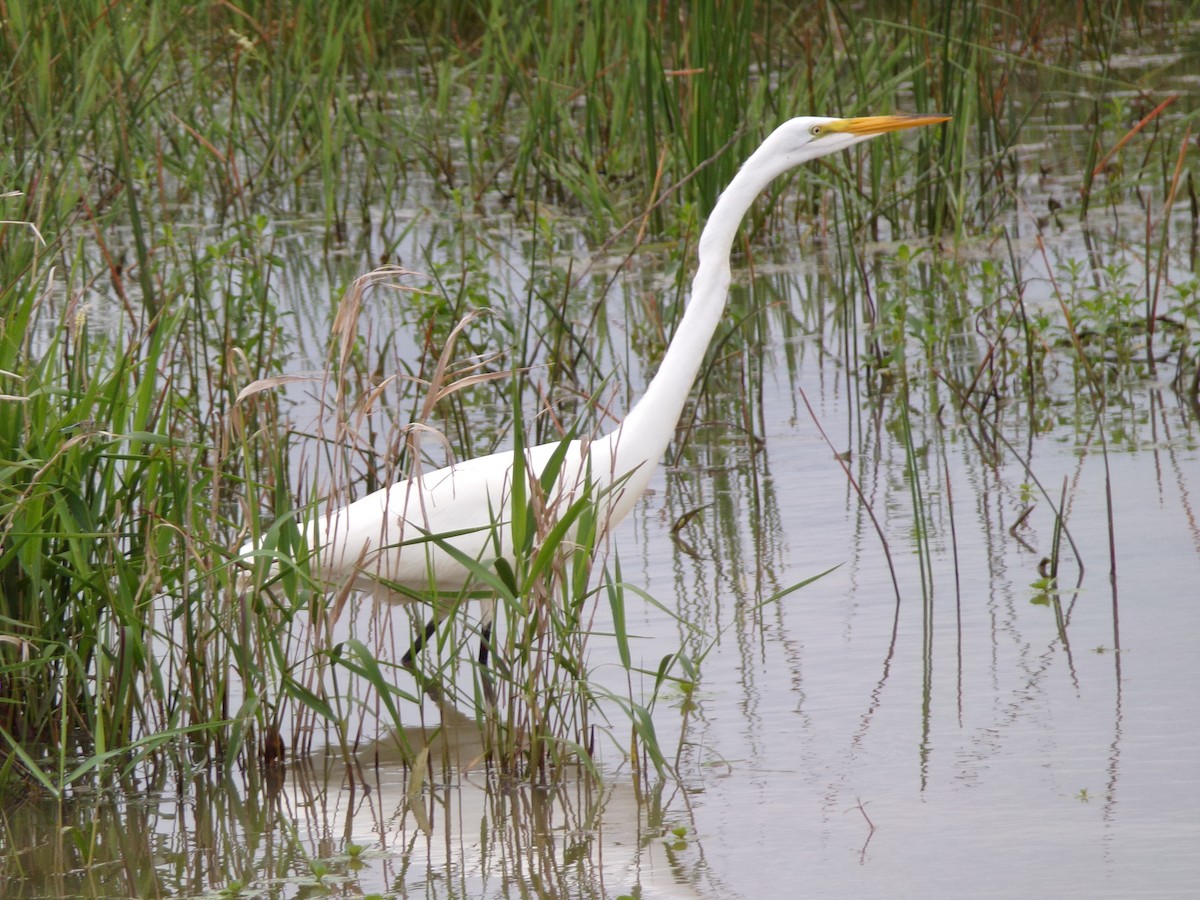 Great Egret - Texas Bird Family