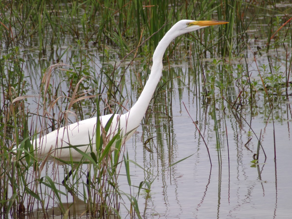 Great Egret - Texas Bird Family