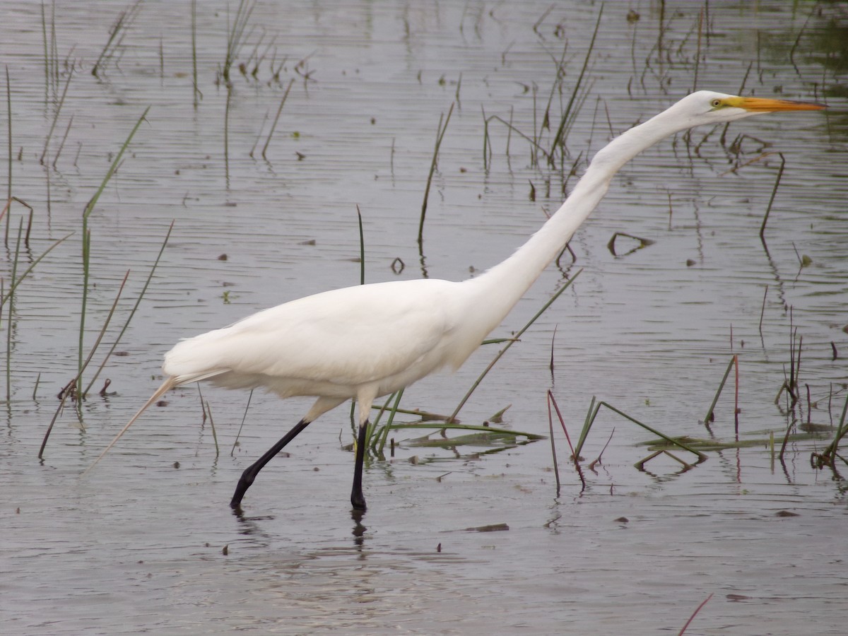 Great Egret - Texas Bird Family