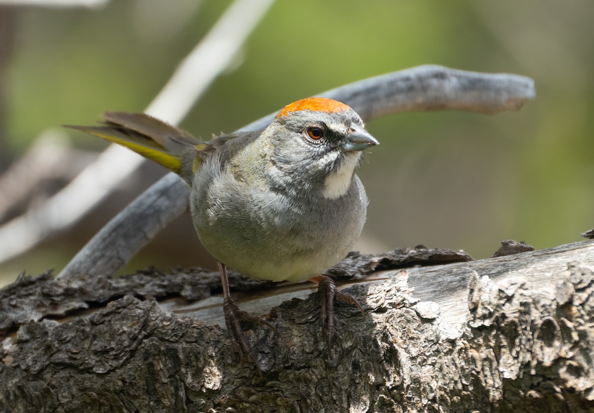 Green-tailed Towhee - ML618818037