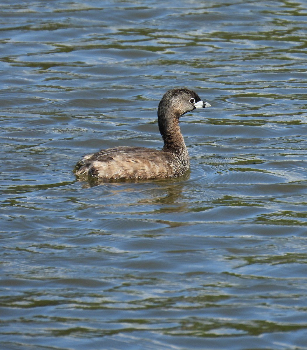 Pied-billed Grebe - ML618818039