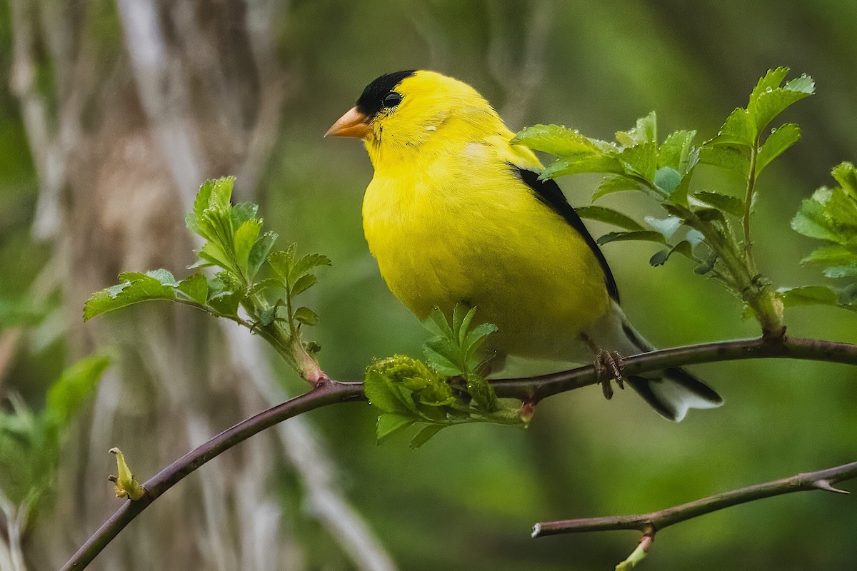 American Goldfinch - Richard Stern