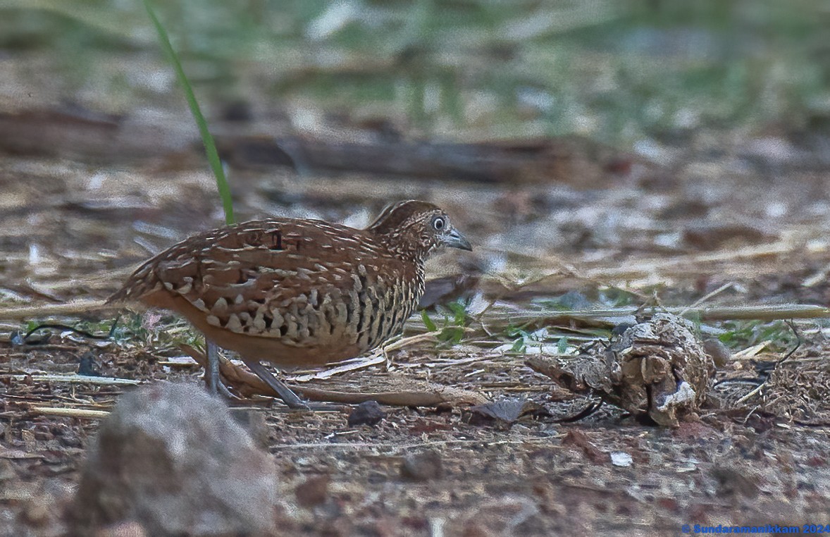 Barred Buttonquail - Sundara manikkam V R