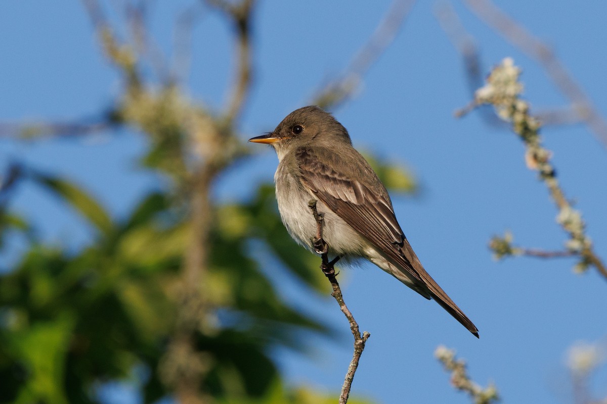 Eastern Wood-Pewee - Tim Loyd