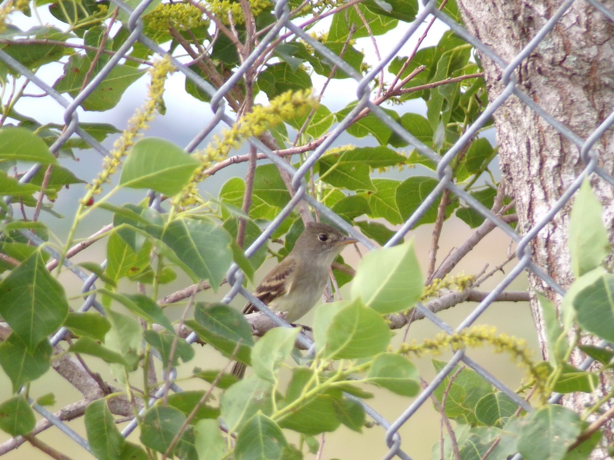 Eastern Wood-Pewee - Texas Bird Family