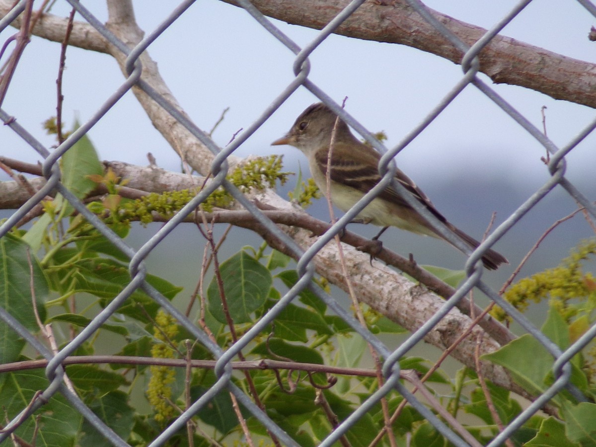 Eastern Wood-Pewee - Texas Bird Family