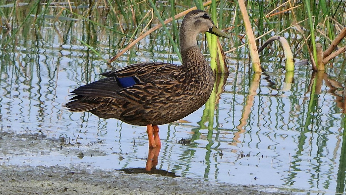 Mottled Duck - Pamela Jones-Morton