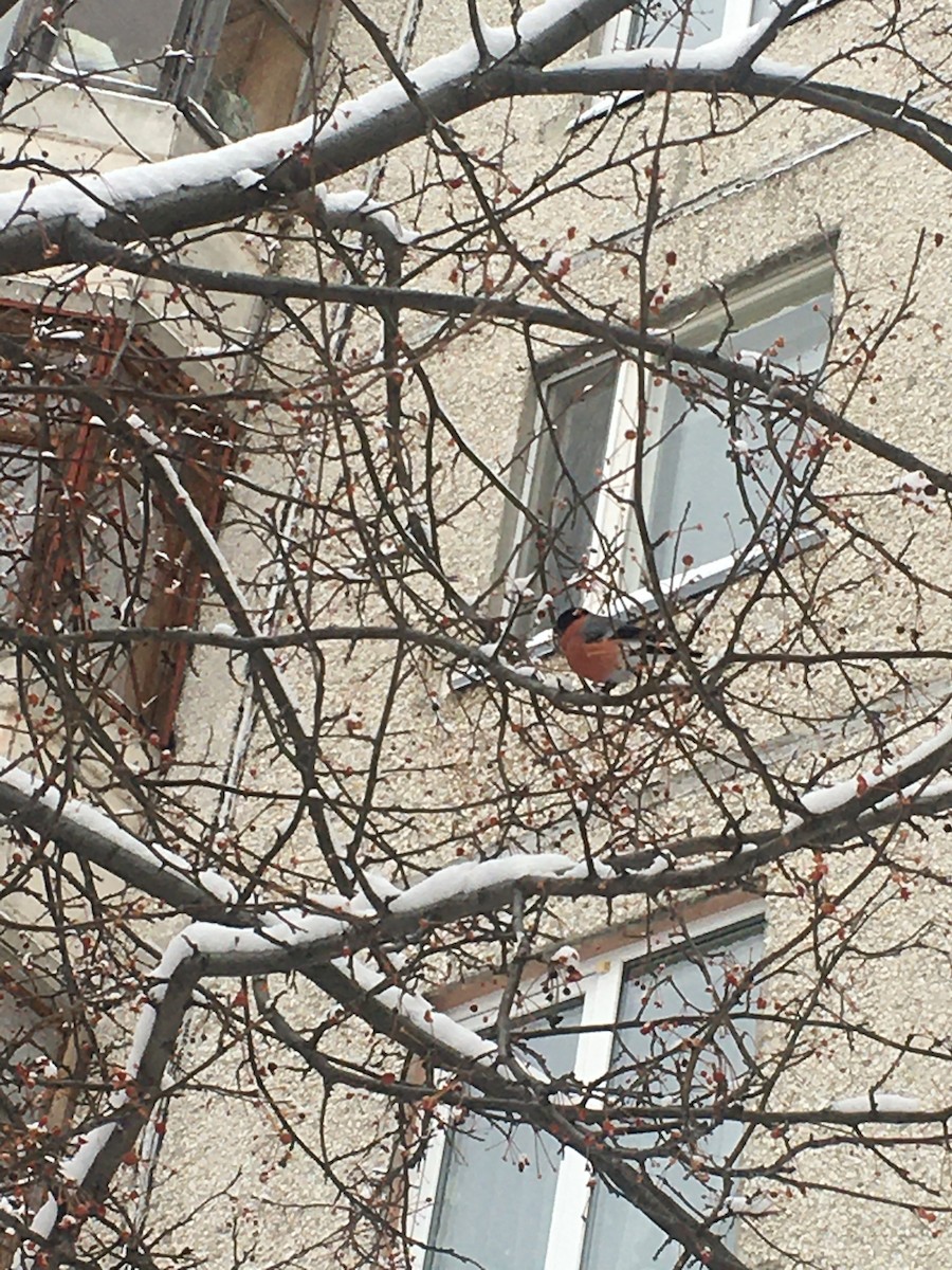 Eurasian Bullfinch - Anastasiia Fedorova