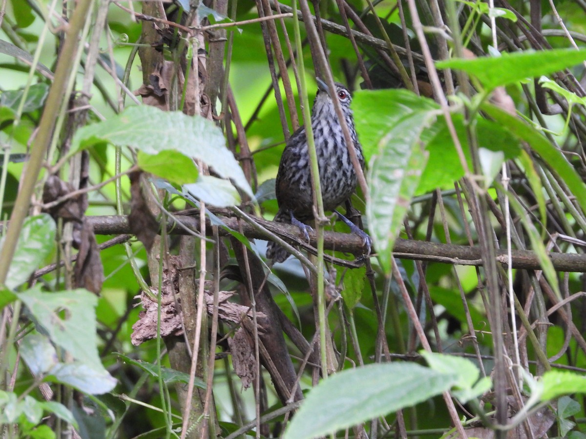 Stripe-breasted Wren - ML618818113