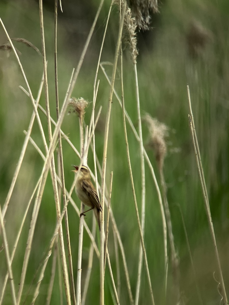 Sedge Warbler - Josef Wyss