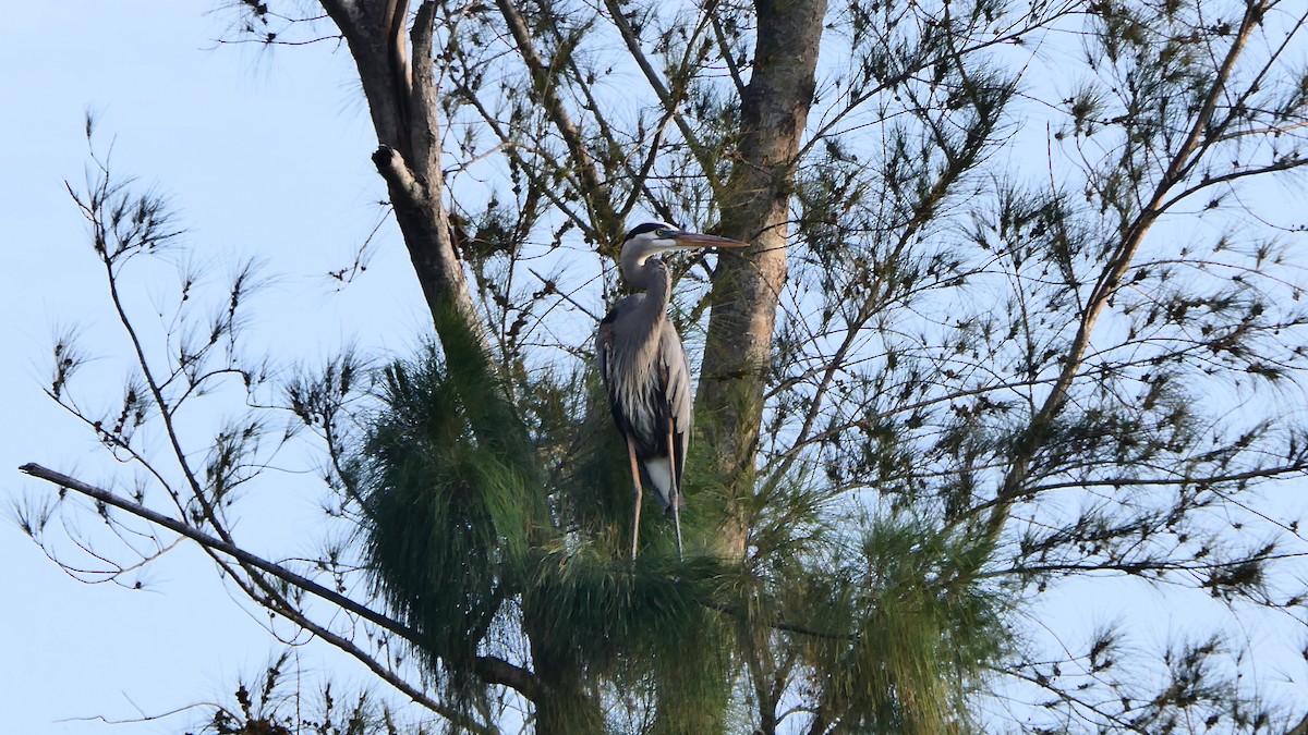 Great Blue Heron - Pamela Jones-Morton