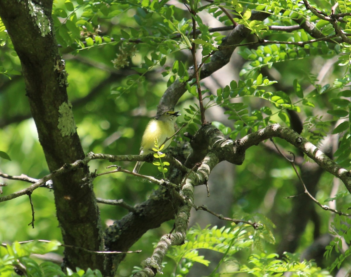 White-eyed Vireo - Layne Knoche