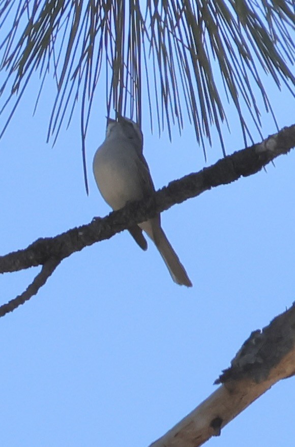 Chipping Sparrow - Gretchen Framel