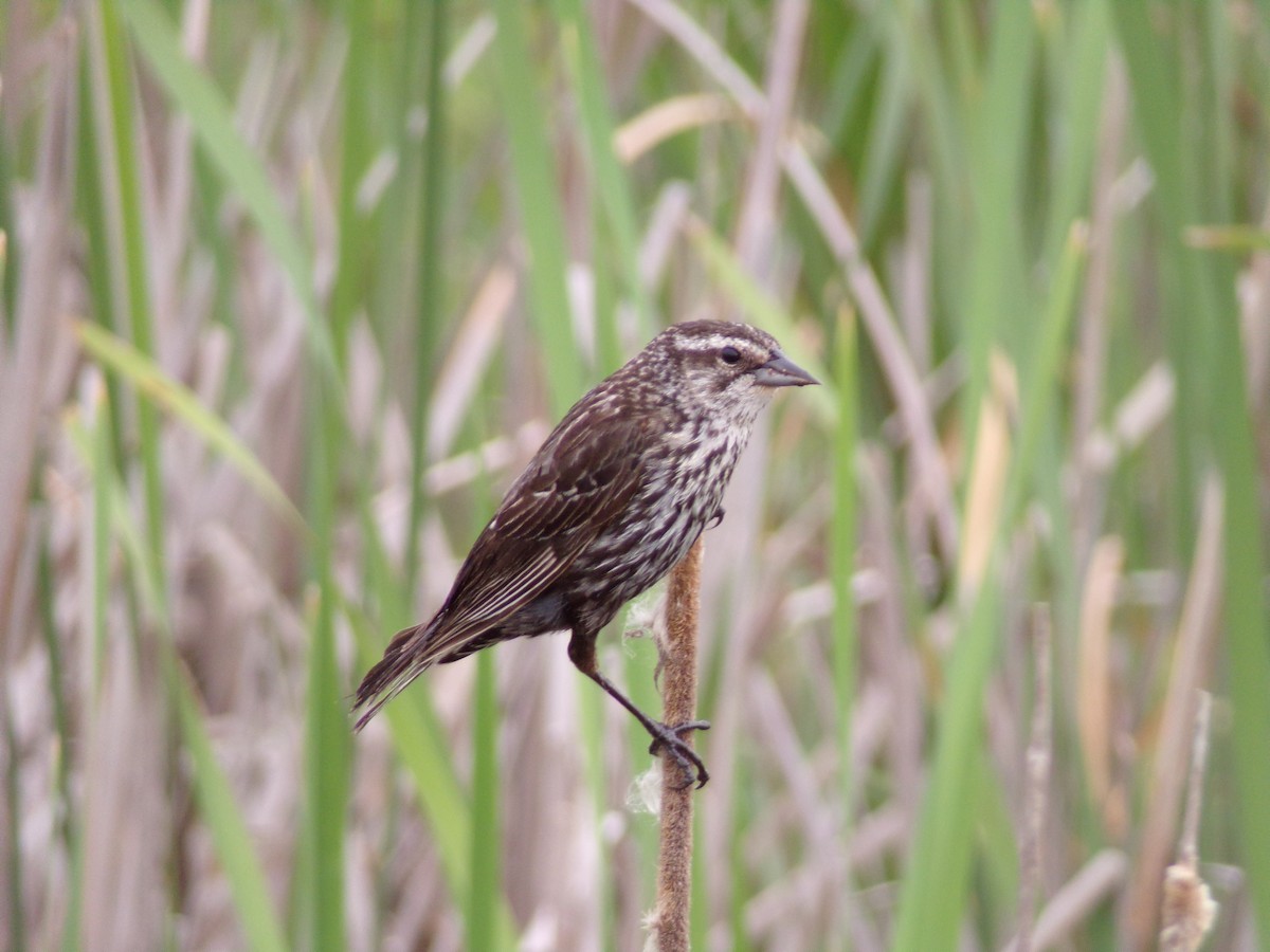 Red-winged Blackbird - Texas Bird Family