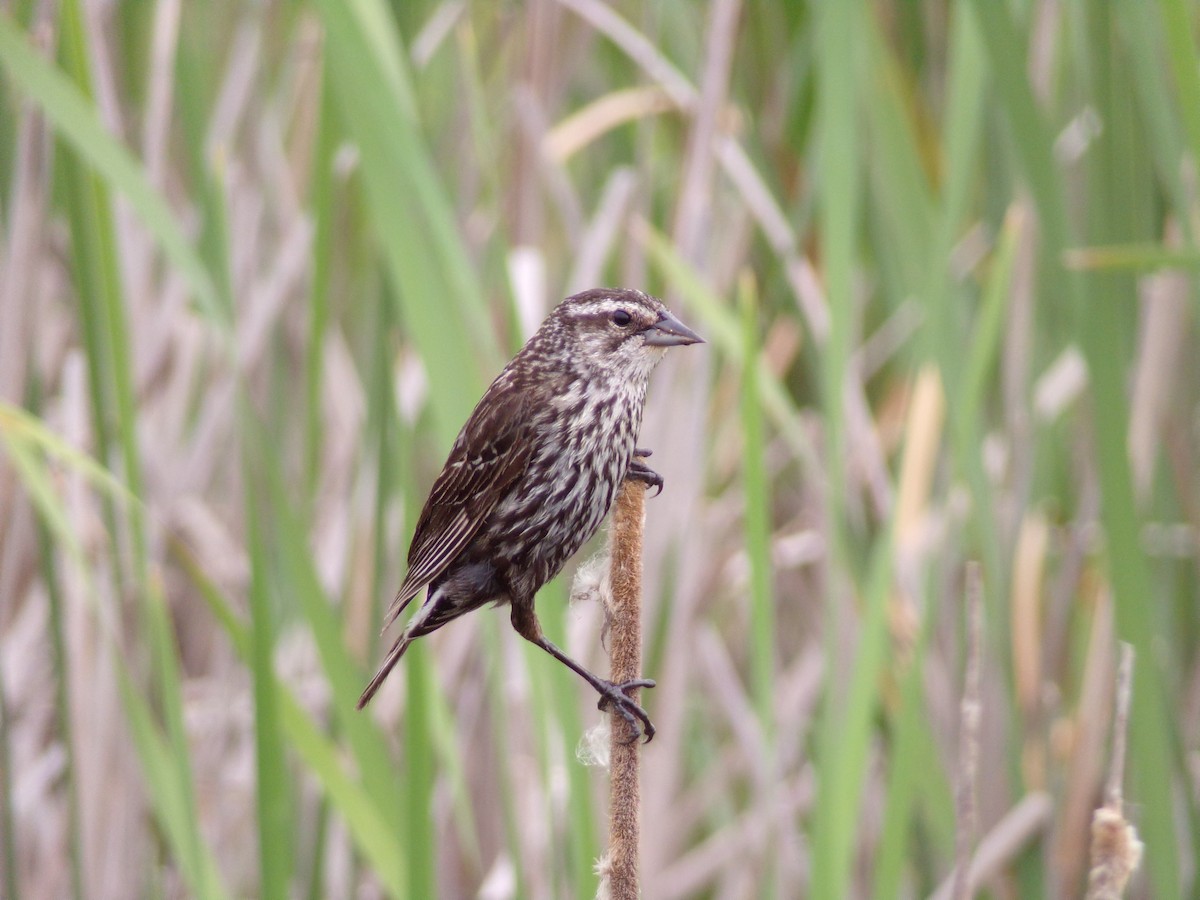 Red-winged Blackbird - Texas Bird Family