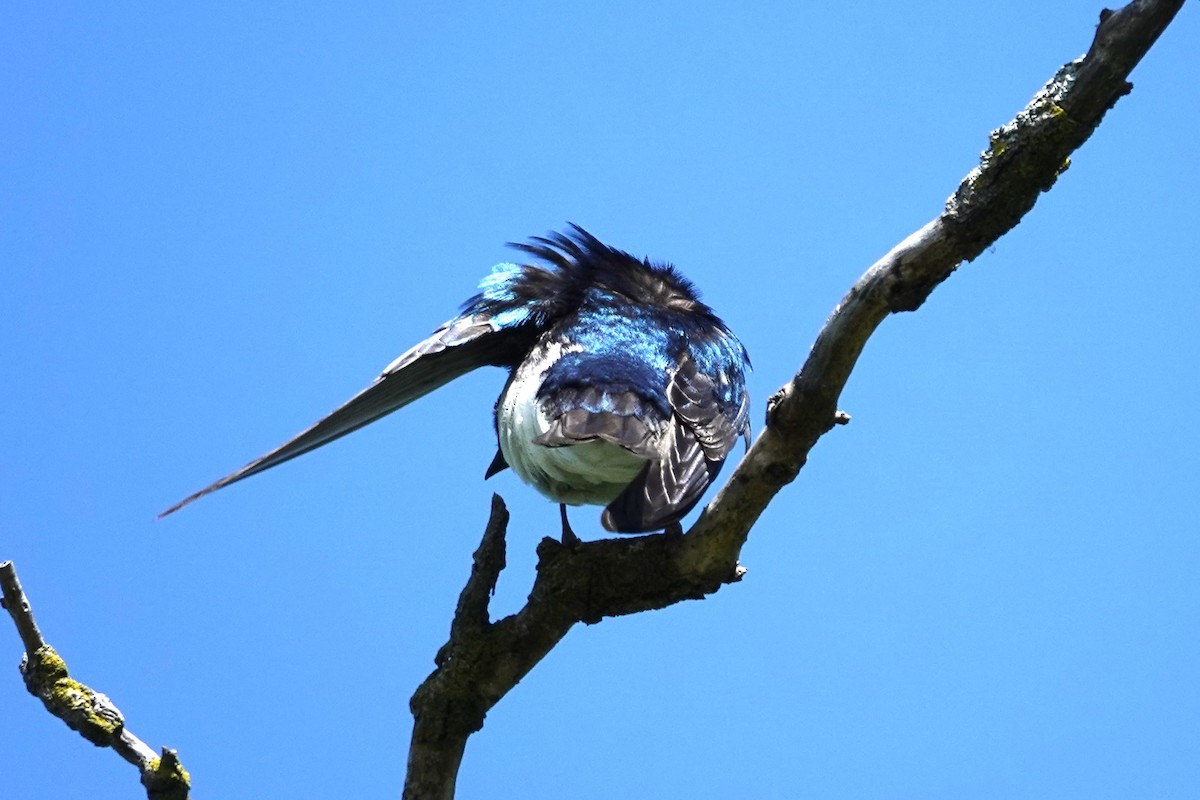 Tree Swallow - Allison Graves