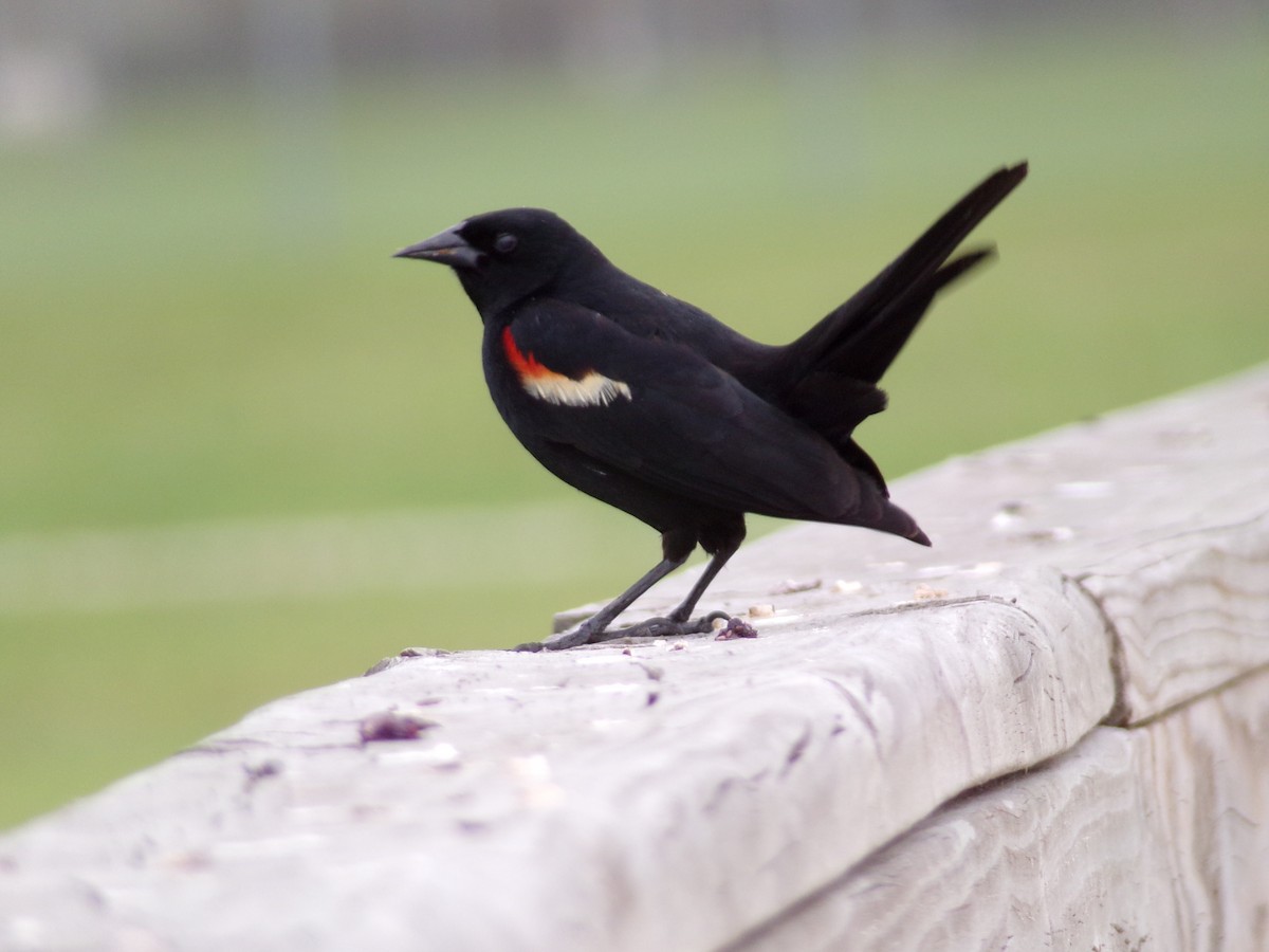 Red-winged Blackbird - Texas Bird Family